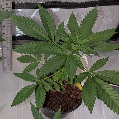 Moby Dick CBD growlog photo: 72-77° 45-50,%
