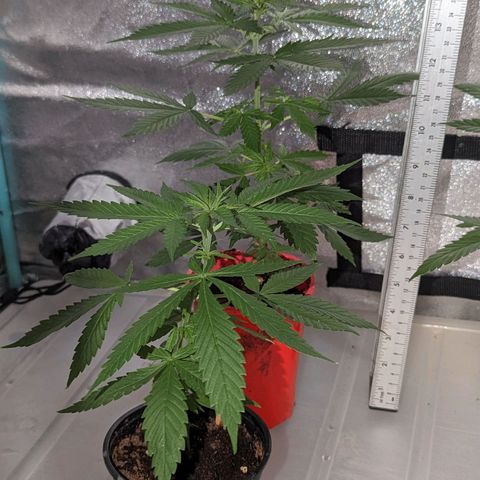 Tangie growlog timeline photo