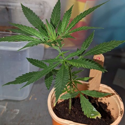 Cannatonic CBD growlog timeline photo