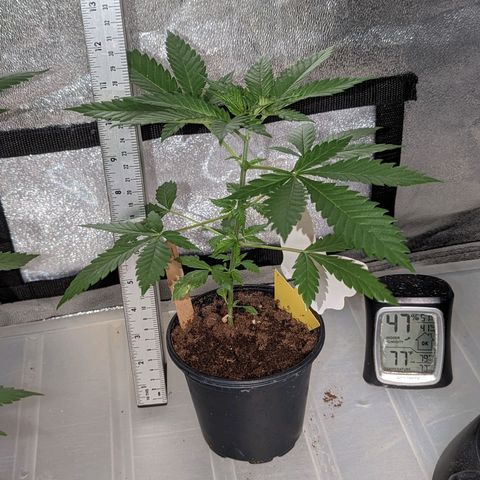 Moby Dick CBD growlog timeline photo