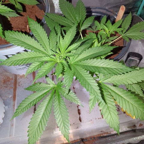 Moby Dick CBD growlog timeline photo