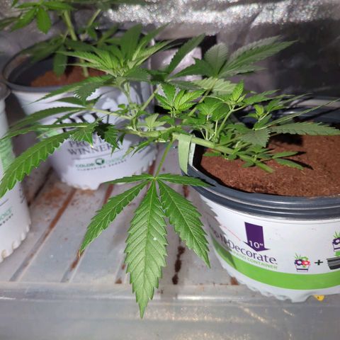 Moby Dick CBD growlog timeline photo