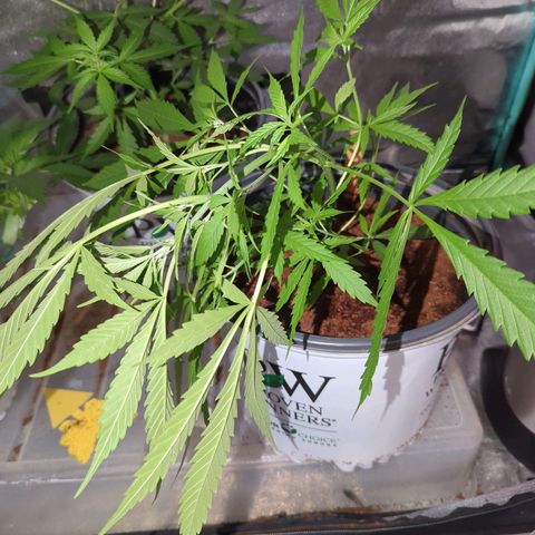 Cannatonic CBD growlog timeline photo
