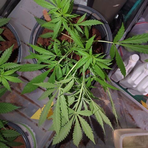 Cannatonic CBD growlog timeline photo