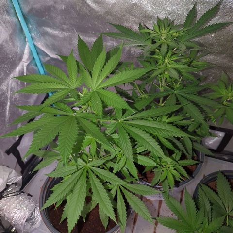Tangie growlog timeline photo