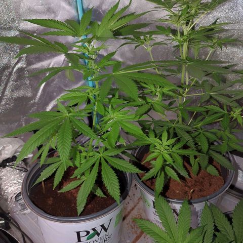 Tangie growlog timeline photo