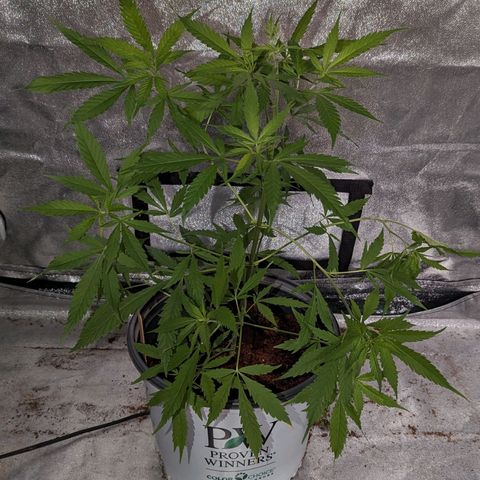 Cannatonic CBD growlog timeline photo