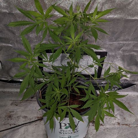 Cannatonic CBD growlog timeline photo