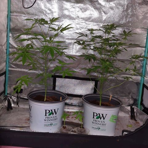 Tangie growlog timeline photo