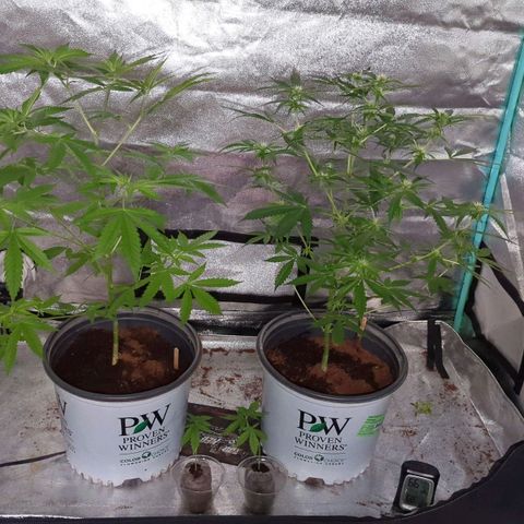 Tangie growlog timeline photo
