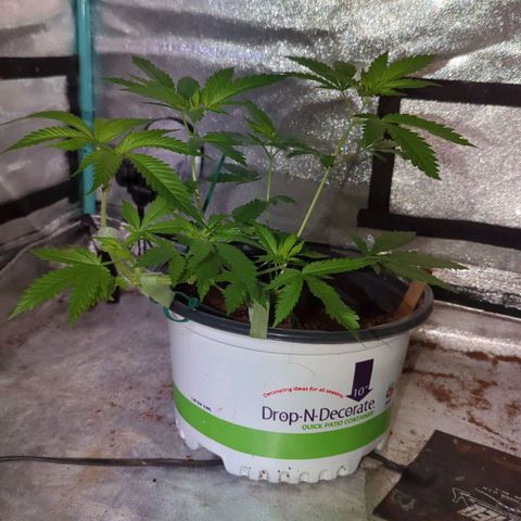 Moby Dick CBD growlog timeline photo