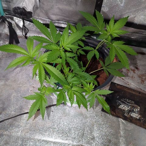 Moby Dick CBD growlog timeline photo