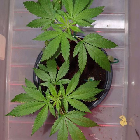Moby Dick CBD growlog timeline photo