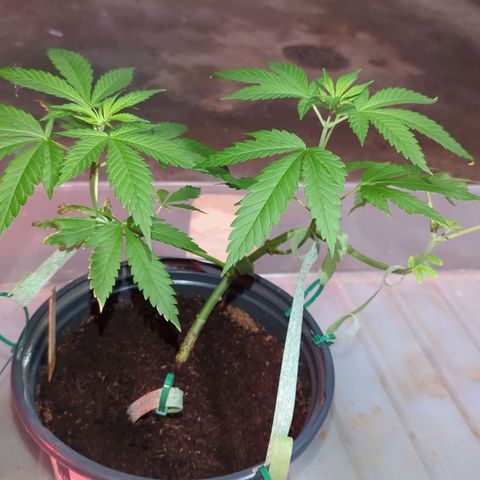 Moby Dick CBD growlog timeline photo