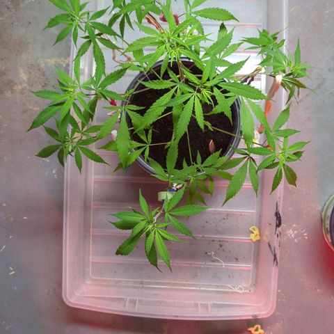 Cannatonic CBD growlog timeline photo