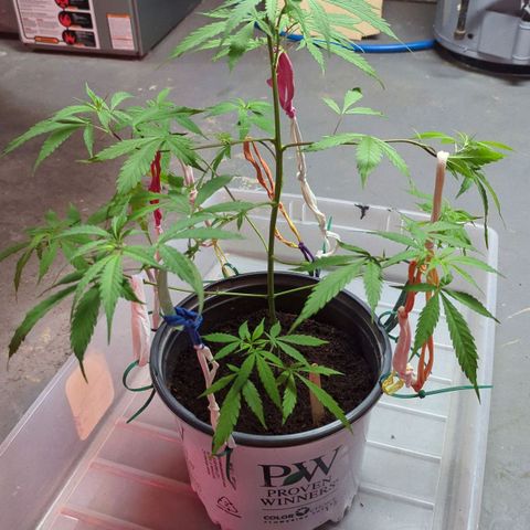 Cannatonic CBD growlog timeline photo