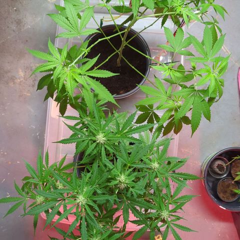Tangie growlog timeline photo