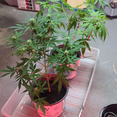 Tangie growlog timeline photo