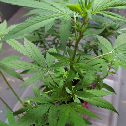 Tangie growlog timeline photo