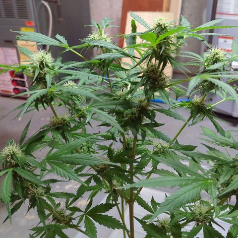 Tangie growlog timeline photo
