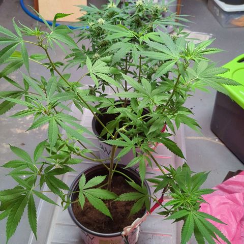 Tangie growlog timeline photo