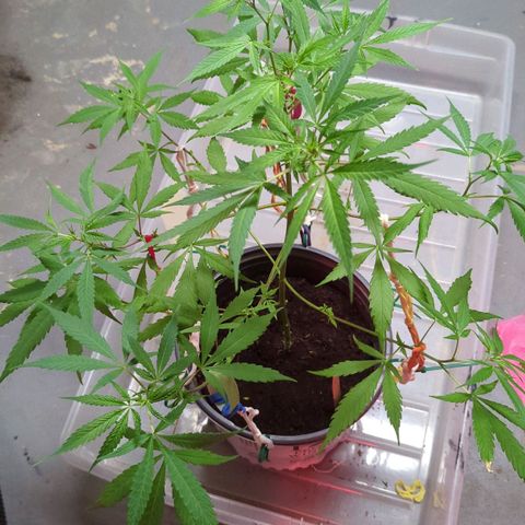 Tangie growlog timeline photo