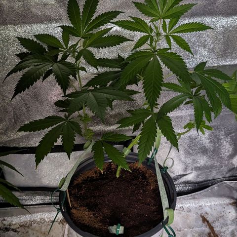 Moby Dick CBD growlog timeline photo