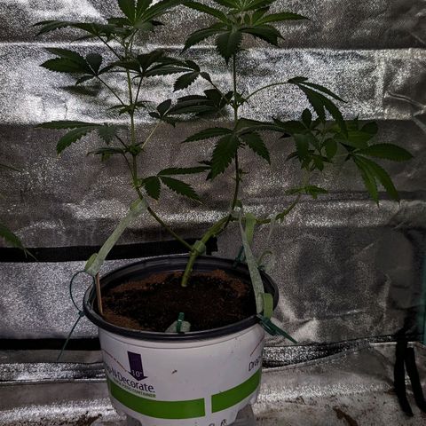 Moby Dick CBD growlog timeline photo