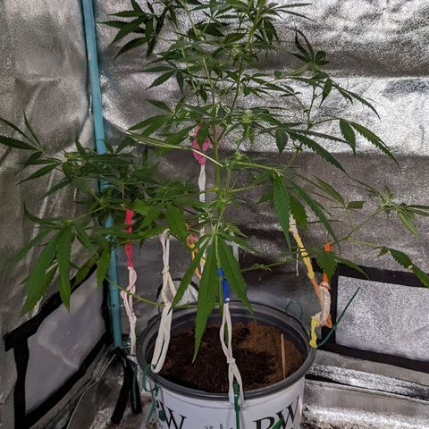 Cannatonic CBD growlog timeline photo