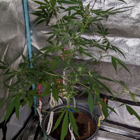 Cannatonic CBD growlog timeline photo