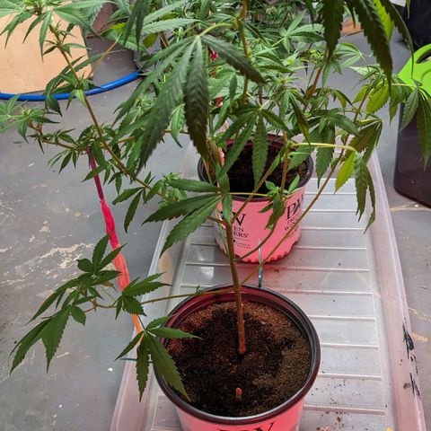 Tangie growlog timeline photo