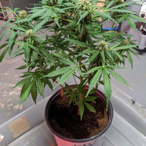 Tangie growlog timeline photo