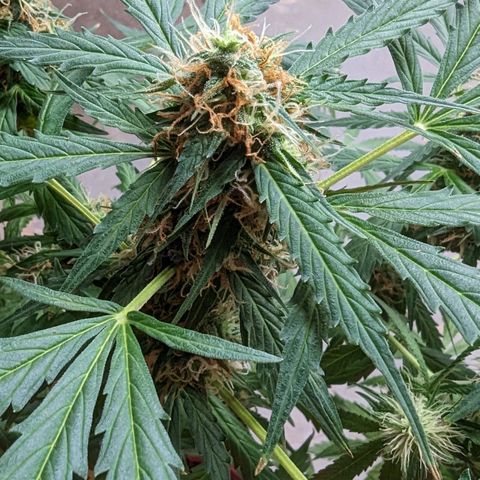 Tangie growlog timeline photo