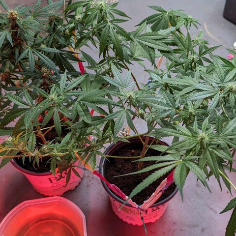 Tangie growlog timeline photo