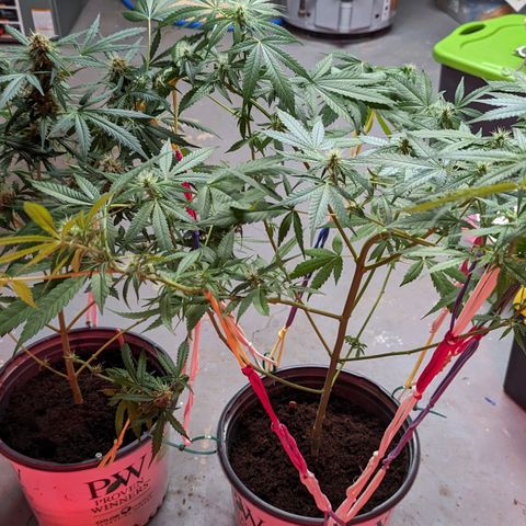 Tangie growlog timeline photo