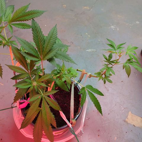 Moby Dick CBD growlog timeline photo