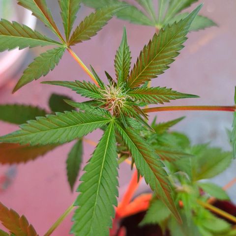 Moby Dick CBD growlog timeline photo