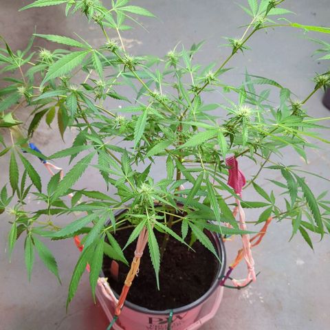 Cannatonic CBD growlog timeline photo