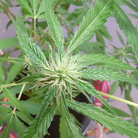 Cannatonic CBD growlog timeline photo