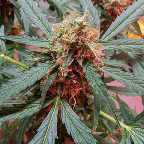Tangie growlog photo: Trichomes turning milky