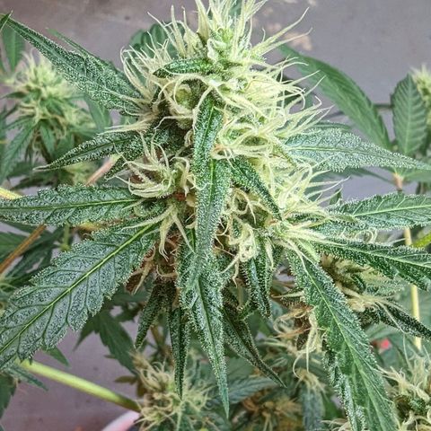 Cannatonic CBD growlog timeline photo