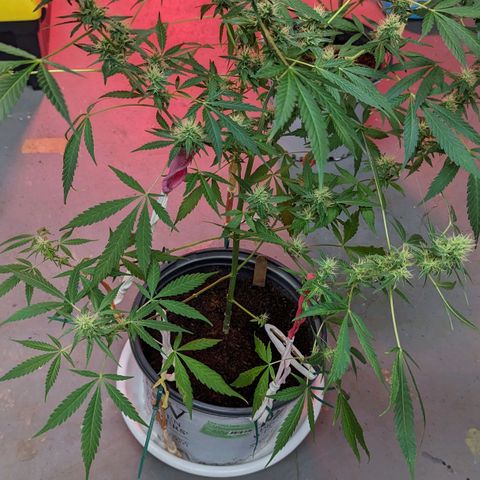 Cannatonic CBD growlog timeline photo