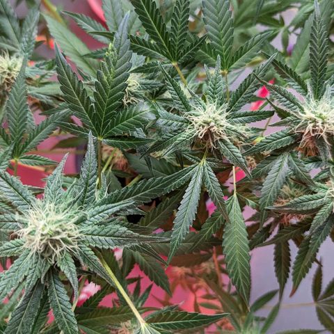 Tangie growlog timeline photo