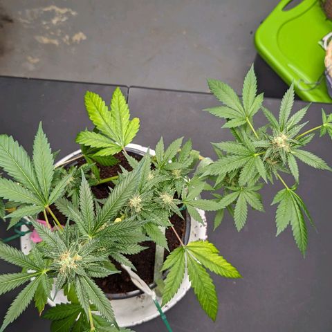 Moby Dick CBD growlog timeline photo