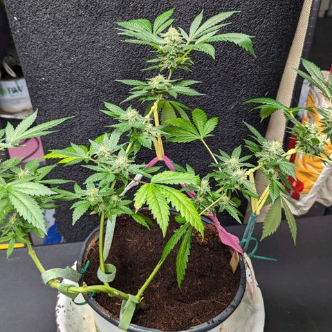 Moby Dick CBD growlog timeline photo