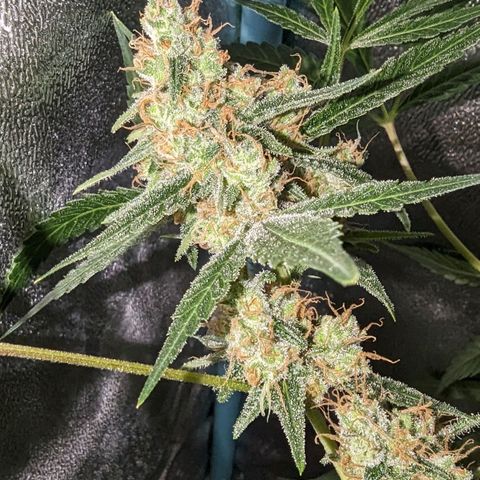 Cannatonic CBD growlog timeline photo