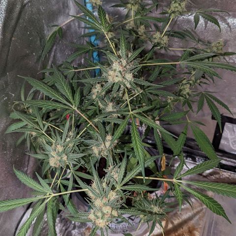 Cannatonic CBD growlog timeline photo