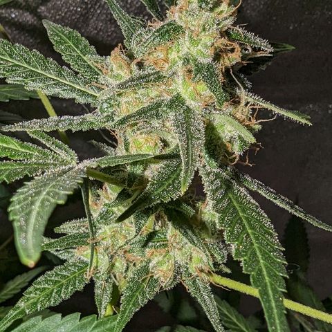 Cannatonic CBD growlog timeline photo