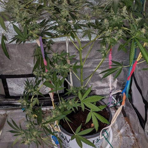 Tangie growlog timeline photo