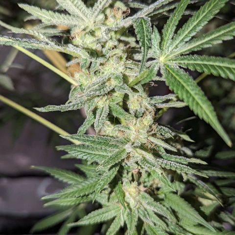 Tangie growlog timeline photo